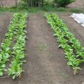 Výsadba, pestovanie a starostlivosť o daikon, kedy sa zasadiť na otvorenom priestranstve