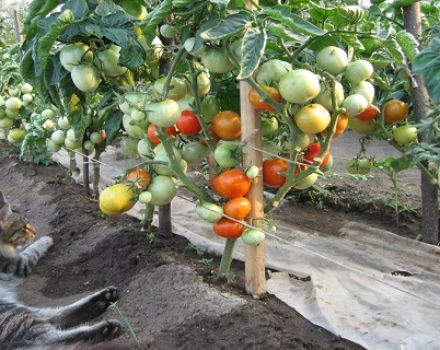 Características y descripción de la variedad de tomate Flash