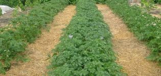 Įvairūs bulvių mulčiavimo būdai, siekiant padidinti derlių