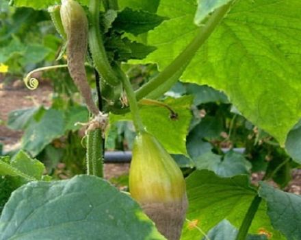 What is cucumber ascochitis, symptoms and control measures