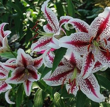 Description of the best varieties of oriental lilies, planting and care in the open field