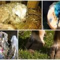 Symptômes et traitement de la pourriture des sabots de mouton à la maison, prévention