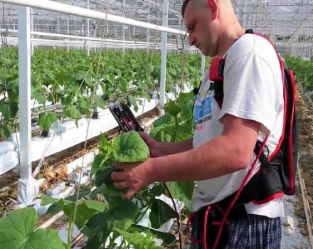 Hur man knyter gurkor i ett växthus korrekt steg för steg