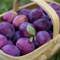 Descrierea și caracteristicile soiului de prune Kabardinka, plantare și îngrijire