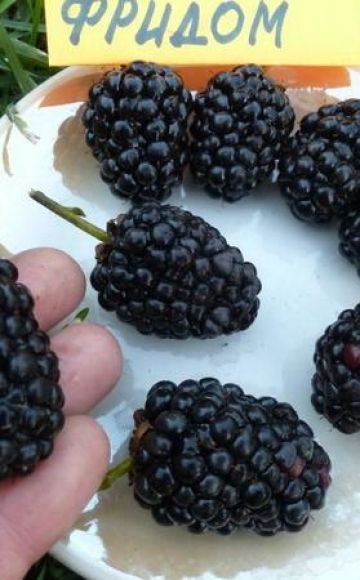 Description and characteristics of blackberries of the Prime Ark Freedom variety, reproduction and care