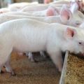 Kas yra pašarų priedai kiaulių auginimui, jų parinkimo ir naudojimo taisyklės