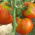 Egenskaper och beskrivning av tomatsorten Fleshy socker