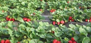 Kolik let jahody dokážou nést ovoce na jednom místě a za podmínek