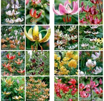 Opis najlepších odrôd Martilla lily, výsadba a starostlivosť, metódy šľachtenia