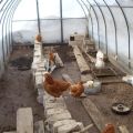 Како саградити кокошињац од самог поликарбоната и правила за држање птица