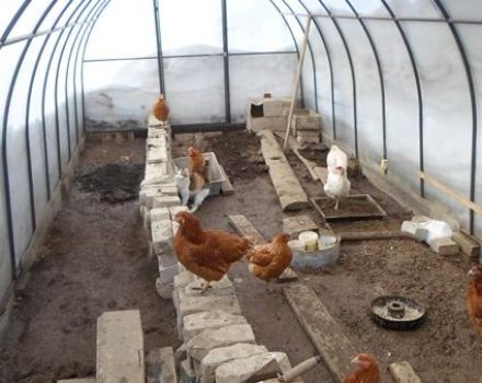 Cómo construir un gallinero de policarbonato y reglas para mantener aves