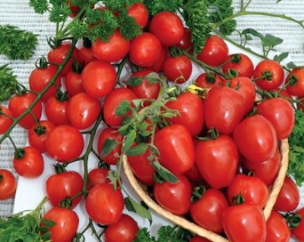 Charakteristiky a opis odrody jahôd paradajok, ich výnos
