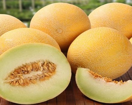Beskrivning av Roksolana f1 melonsort, odling och skötsel av grödan