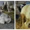 Causes de la diarrhée chez une vache et comment traiter la diarrhée à la maison, danger