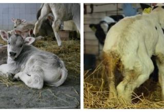 Узроци дијареје код краве и како лечити дијареју код куће, опасност