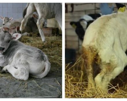 Ursachen von Durchfall bei einer Kuh und wie man Durchfall zu Hause behandelt, Gefahr
