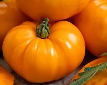 Popis odrůdy rajčat Bison orange a její vlastnosti