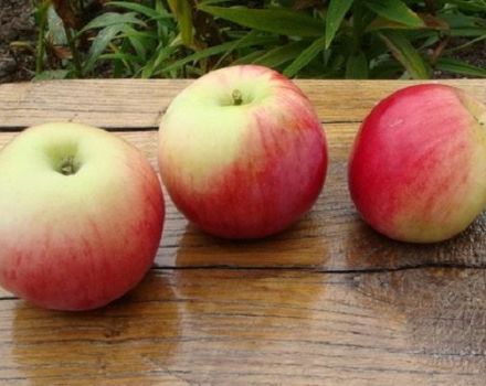Beskrivning och egenskaper hos äppelträd av sorten Augusta, odling, plantering och vård