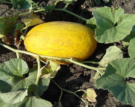 Descripción de la variedad de melón piña, características de cultivo y cuidado.