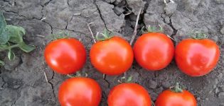 Περιγραφή και χαρακτηριστικά της ποικιλίας ντομάτας Aswon
