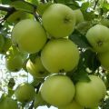 Opis sorte jabuke Bačva, karakteristike zimske postojanosti i područja uzgoja