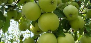 Beskrivning av äpplesorten Fat, egenskaper för vinterhårdhet och växande regioner