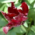 Juodosios papūgos tulpės aprašymas ir savybės, sodinimas ir priežiūra