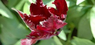 Beskrivelse og egenskaber ved den sorte papegøje tulipan, plantning og pleje