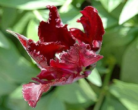 Beskrivning och egenskaper hos Black Parrot tulpan, plantering och skötsel
