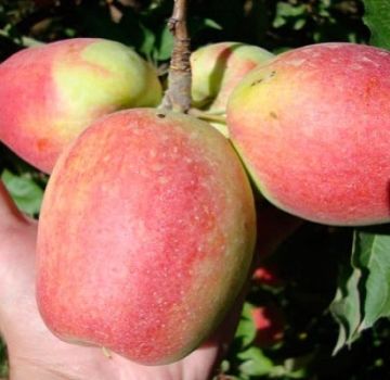 Popis a charakteristika odrůdy jablek, pěstitelských oblastí a výnosů