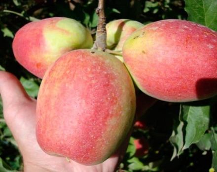 Opis a charakteristika odrody šampanských jabĺk, pestovateľských oblastí a výnosov