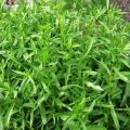 Varieties and types of bush tarragon, how to choose a fragrant tarragon and its use