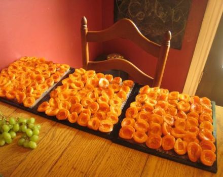 Hur du lagrar torkade aprikoser på rätt sätt