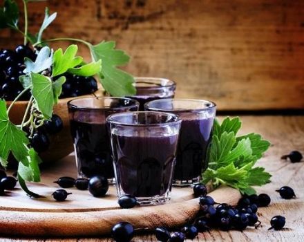 10 eenvoudige stap-voor-stap recepten voor zelfgemaakte zwarte bessenwijn