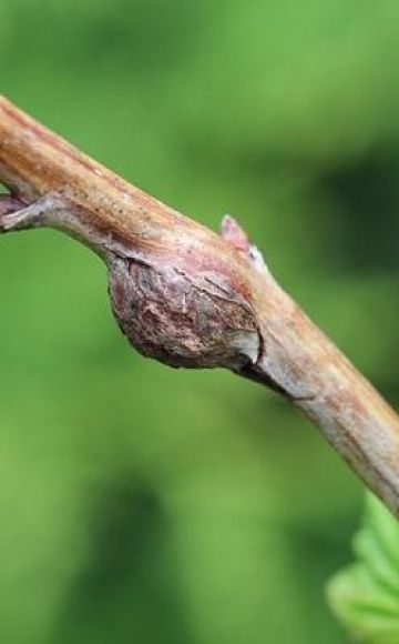 How to deal with stem gall midge on raspberries, folk methods and chemicals