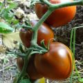 Περιγραφή και χαρακτηριστικά της ποικιλίας ντομάτας Μαύρο γκουρμέ