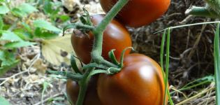 Beskrivning och egenskaper hos tomatsorten Svart gourmet