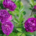 Beskrivning av sorter av lila rosor, plantering, odling och vård