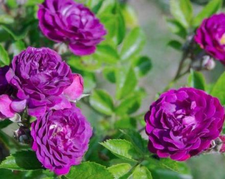 Descripción de variedades de rosas moradas, plantación, cultivo y cuidado.