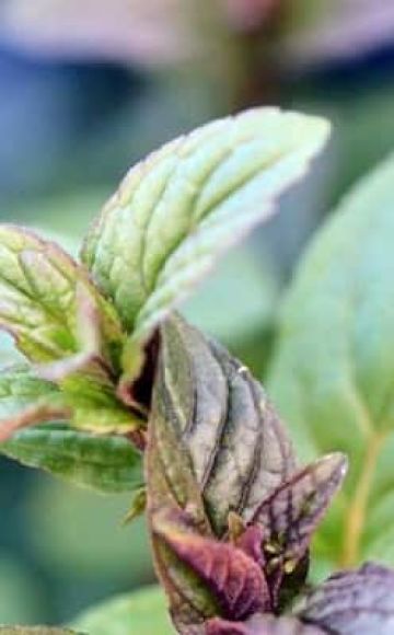 Description of the variety of black mint, features of cultivation and care