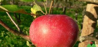 Опис сорте јабуке Кортланд и њене карактеристике, историја узгоја и принос