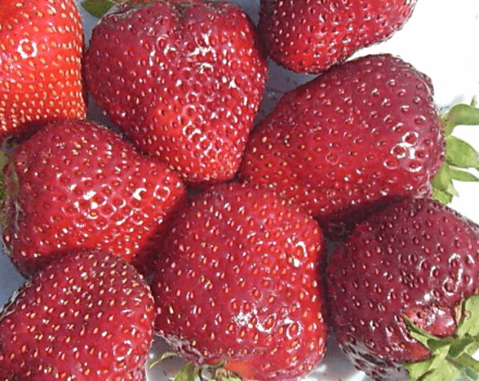 Descrizione e caratteristiche della varietà di fragole Vima Rina, semina e cura