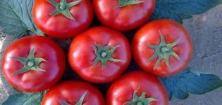 Opis odrody paradajok Galina a jej vlastnosti