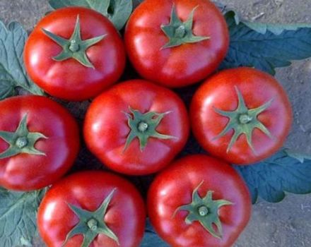 Descrizione della varietà di pomodoro Galina e delle sue caratteristiche