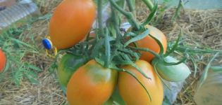 Beskrivning av tomatsorten Golden Bullet och dess egenskaper