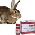 Descripción e instrucciones para el uso de Gamavit para conejos, análogos.
