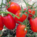 Kenmerken en beschrijving van de tomatenvariëteit Volovyi-oren, de opbrengst