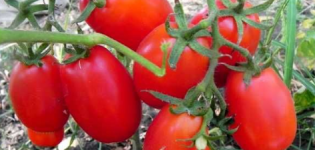 Pomidorų veislės Volovyi ausys savybės ir aprašymas, derlius