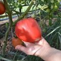 Pomidorų veislės „Flaming Heart“ aprašymas, savybės ir auginimas