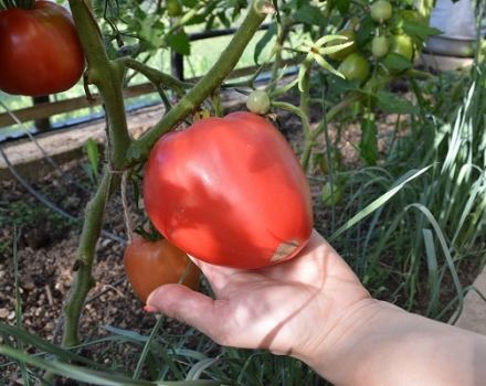 Beskrivning av tomatsorten Flaming Heart, egenskaper och odling